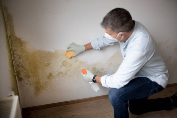 Mold Odor Removal Services in Matamoras, PA